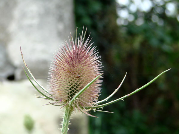 images/jane_2007/150805.jpg