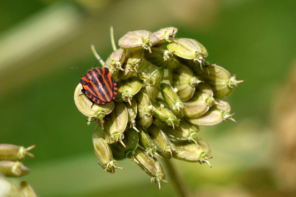 images/jane_2010/150805.jpg
