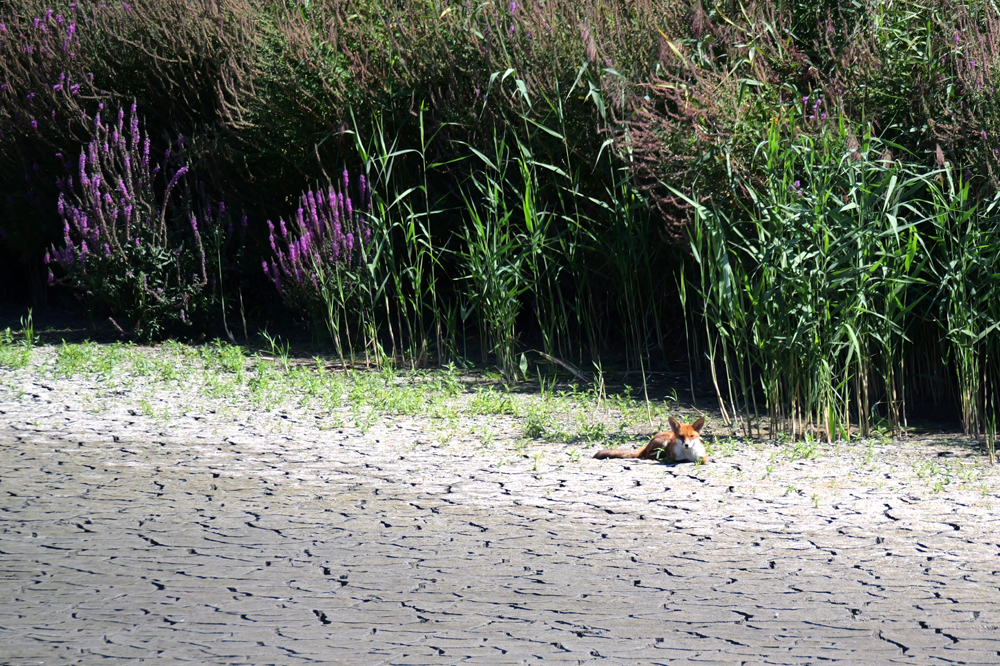 images/jane_2025/170825_P1189773_FoxMauveMud1080r.jpg