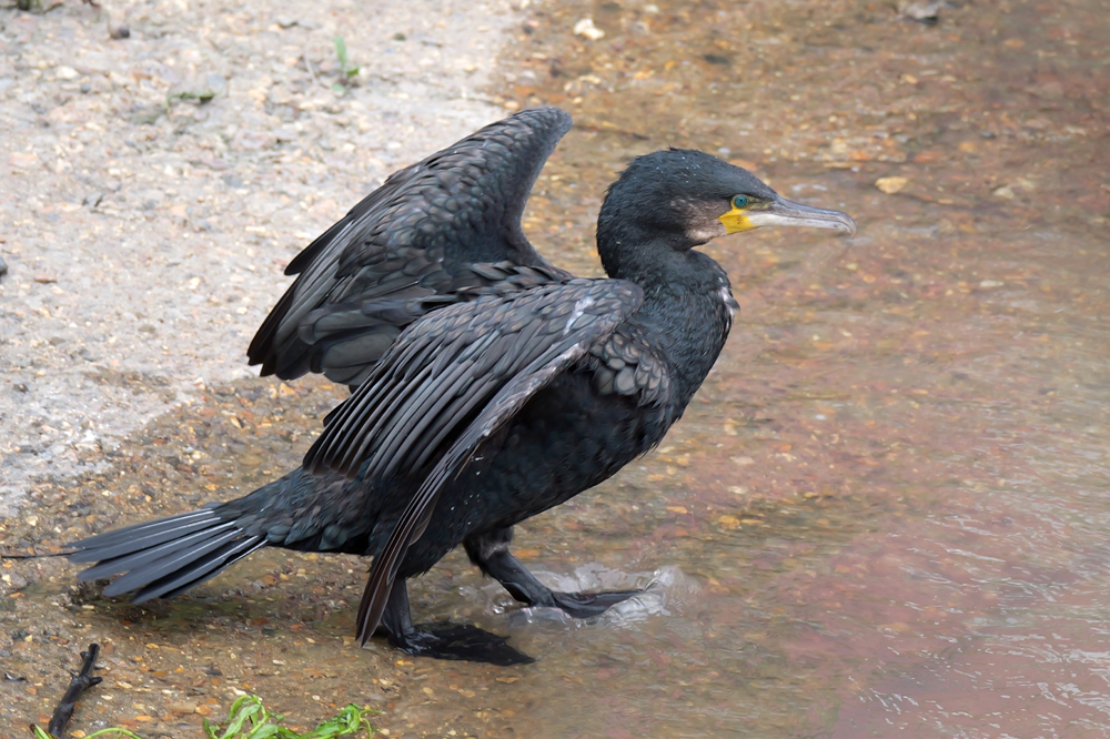 images/jane_2025/200825_P1190347_CormorantWalkRamp1080r.jpg