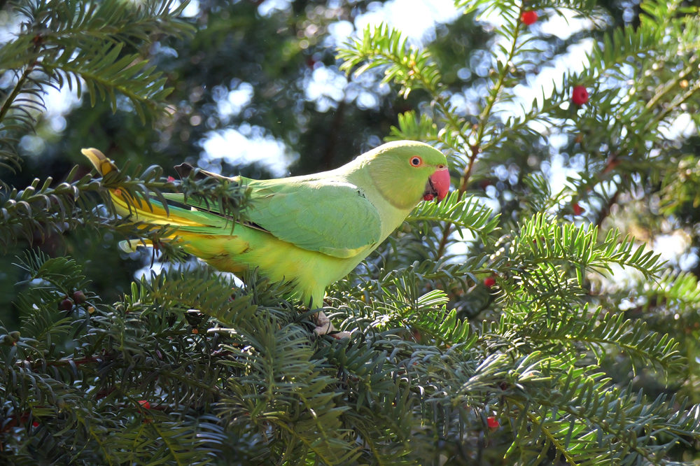 images/jane_2025/250825_P1191680_ParakeetYewLean1080r.jpg