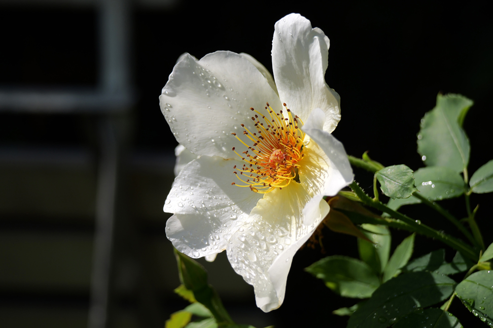 images/jane_2025/280825_P1192305_WhiteRoseRaindrops1080r.jpg